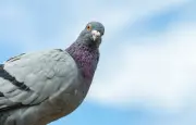 Le hochement de tête du pigeon : une stratégie de stabilisation du regard