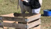 Les Amazones à Manduel : appel aux dons et bénévoles pour les chevaux