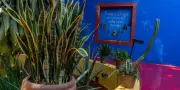 Les plantes indigènes de Frida Kahlo, source de son œuvre