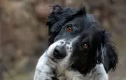 Lettre du chien 2026 : la règle du B pour nommer son animal