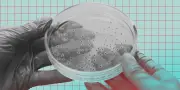 Légionellose en Savoie : un restaurant de Chambéry source de l'infection