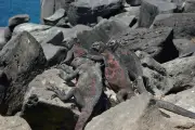 L'incroyable évolution de l'iguane des Galápagos