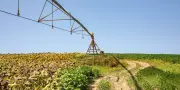 Loi d'urgence agricole : l'Anses obtient le dernier mot