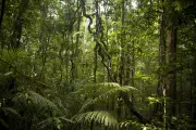 Lula et le paradoxe amazonien entre déforestation et pétrole
