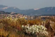 Lys maritime dans le Var : une espèce protégée menacée par le piétinement