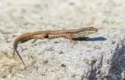 Lézards au soleil : la thermorégulation, une science exacte