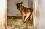 Malinois poignardé à Metz : le mis en cause poursuivi pour cruauté