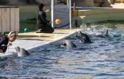 Marineland : Beauval abandonne le projet d'accueil des dauphins