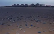 Méduses: EDF contraint d'arrêter un réacteur à Gravelines