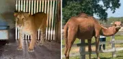 Mexique : 135 animaux exotiques saisis chez des trafiquants