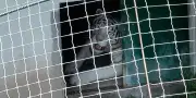 Mexique : 135 animaux sauvages saisis chez des trafiquants