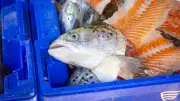 Mégaferme de saumons en Gironde : le feu vert divise