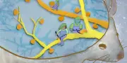 Mémoire préservée malgré la perte de connexions neuronales