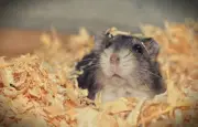 Mollie, la hamster star de Strava qui court 10 km par nuit