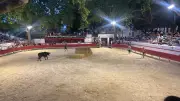 Montfrin : dernière journée des fêtes entre encierros et Gland d'or
