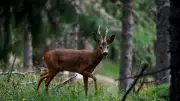 Moratoire sur la chasse demandé par cinq associations face à la sécheresse