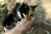Morsure de chat : une petite plaie peut cacher un grand danger