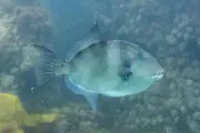 Morsure de poisson à Cannes : une octogénaire hospitalisée