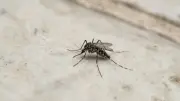 Moustiques : comment se protéger avant leur retour imminent