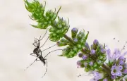 Moustiques : nouveaux cas de chikungunya, dengue et virus du Nil en France