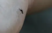 Moustiques : pourquoi certains piquent plus et font du bruit