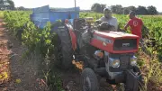Muscat de Lunel : des vendanges de plus en plus précoces