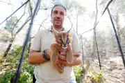 Naissance de deux caracals au parc du mont Faron à Toulon