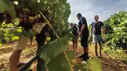 À Nébian, les vendanges se décident à la papille au Domaine Perelle
