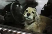 Nice interdit de laisser un animal dans un véhicule dès 20°C