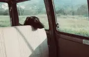 Nice interdit de laisser un animal seul en voiture par forte chaleur