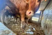 Nice : un élu demande des arrêts obligatoires pour les animaux d'abattoir