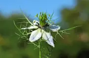 Nigelle des champs refait surface dans la Sarthe après 150 ans
