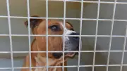 Nîmes : chien et chat maltraités retrouvés dans un appartement insalubre