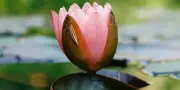 Nénuphar, prince des eaux douces