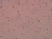NoFap : masturbation et fertilité, mythes et réalités scientifiques