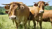 Nouveau virus bovin transmis par des moucherons : ce qu'il faut savoir