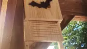 Nuit internationale de la chauve-souris : sortie nocturne à Beaulieu