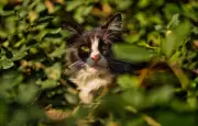 Onze chats disparaissent à Taulé, les propriétaires s'inquiètent