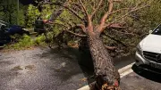 Orage violent à Montpellier : dégâts nombreux et arbres déracinés