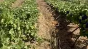 Orages dans le Biterrois : vignes touchées, dégâts limités