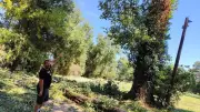 Orages dans le Gard : trentaine d'arbres déracinés à la manade du Gardon