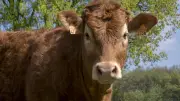 Orages : un troupeau de génisses foudroyé en Suisse, une bête survit