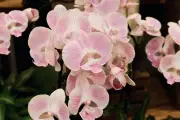 Orchidée qui dépérit malgré l'arrosage : le calcaire en cause