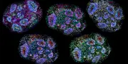 Organoïdes cérébraux : une avancée majeure en neurosciences