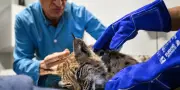 Panneaux pour éviter les collisions avec le lynx dans le Jura