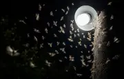 Papillons de nuit : la lumière les désoriente, pas les attire