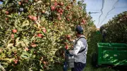 Pays de l'Or : appel à projets pour une alimentation durable