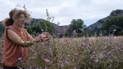 Paysanne herboriste des Cévennes : appel aux dons pour éviter l'expulsion