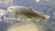 Pêche de la truite Fario interdite en Lozère jusqu'au 20 septembre