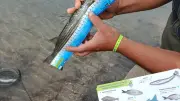 Pêche responsable : Labelbleu distribue un kit de sensibilisation